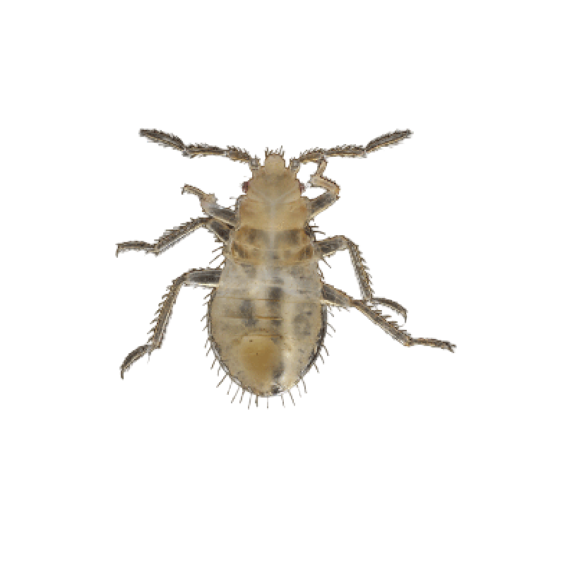 Bed Bug Nymph