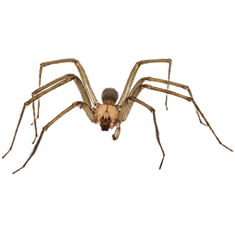 Adult Brown Recluse Spider