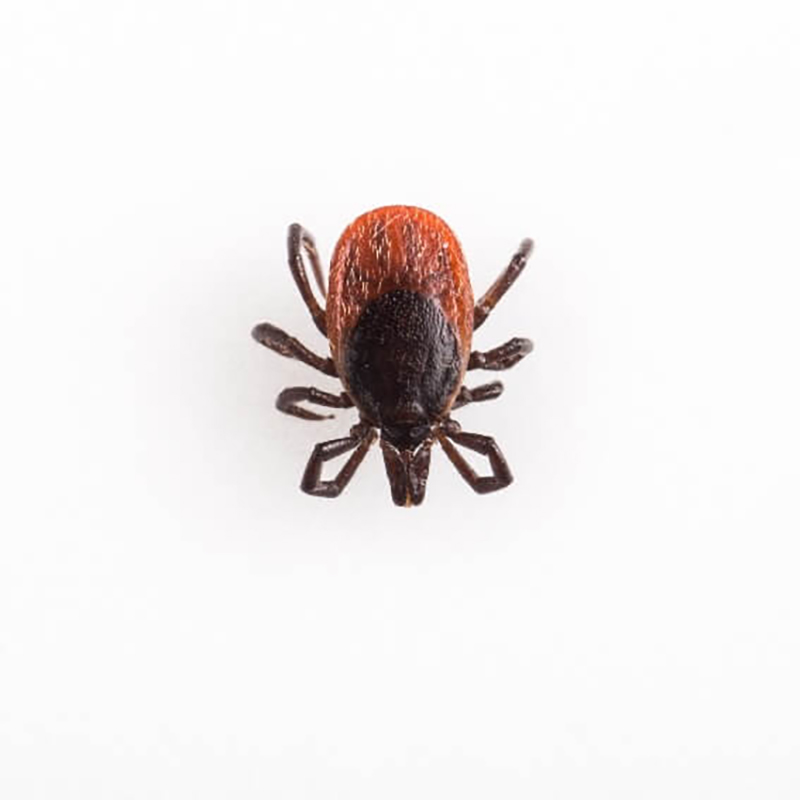 Deer Tick