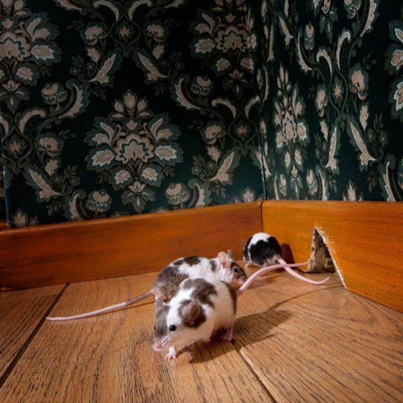 Patch Interior and Exterior Holes