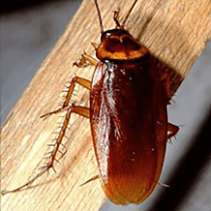 American Roach