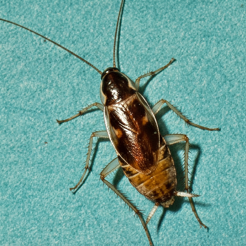Brown Banded Roach