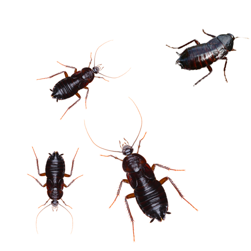 Oriental Roaches