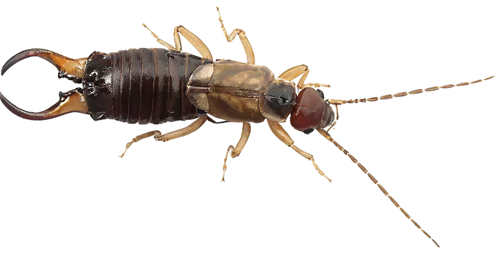 Earwigs