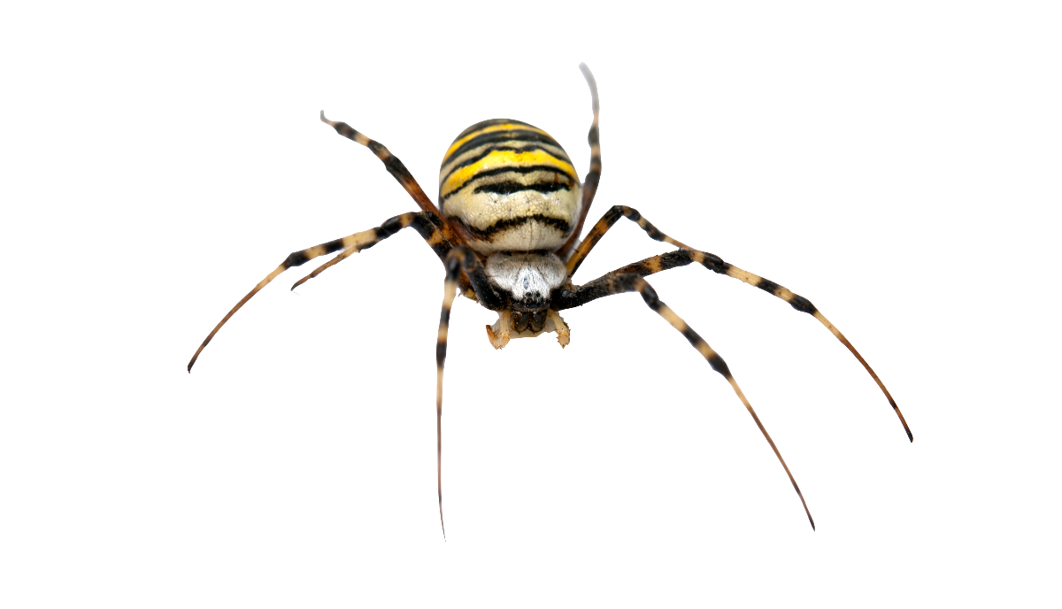 Yellow Garden Spider Female