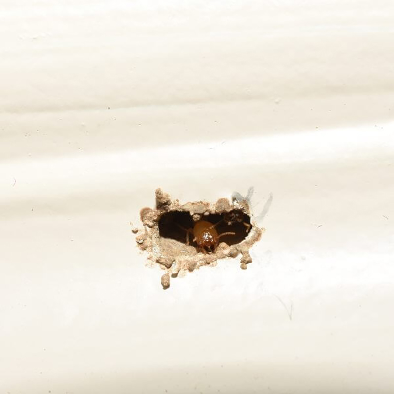 Termite Damage