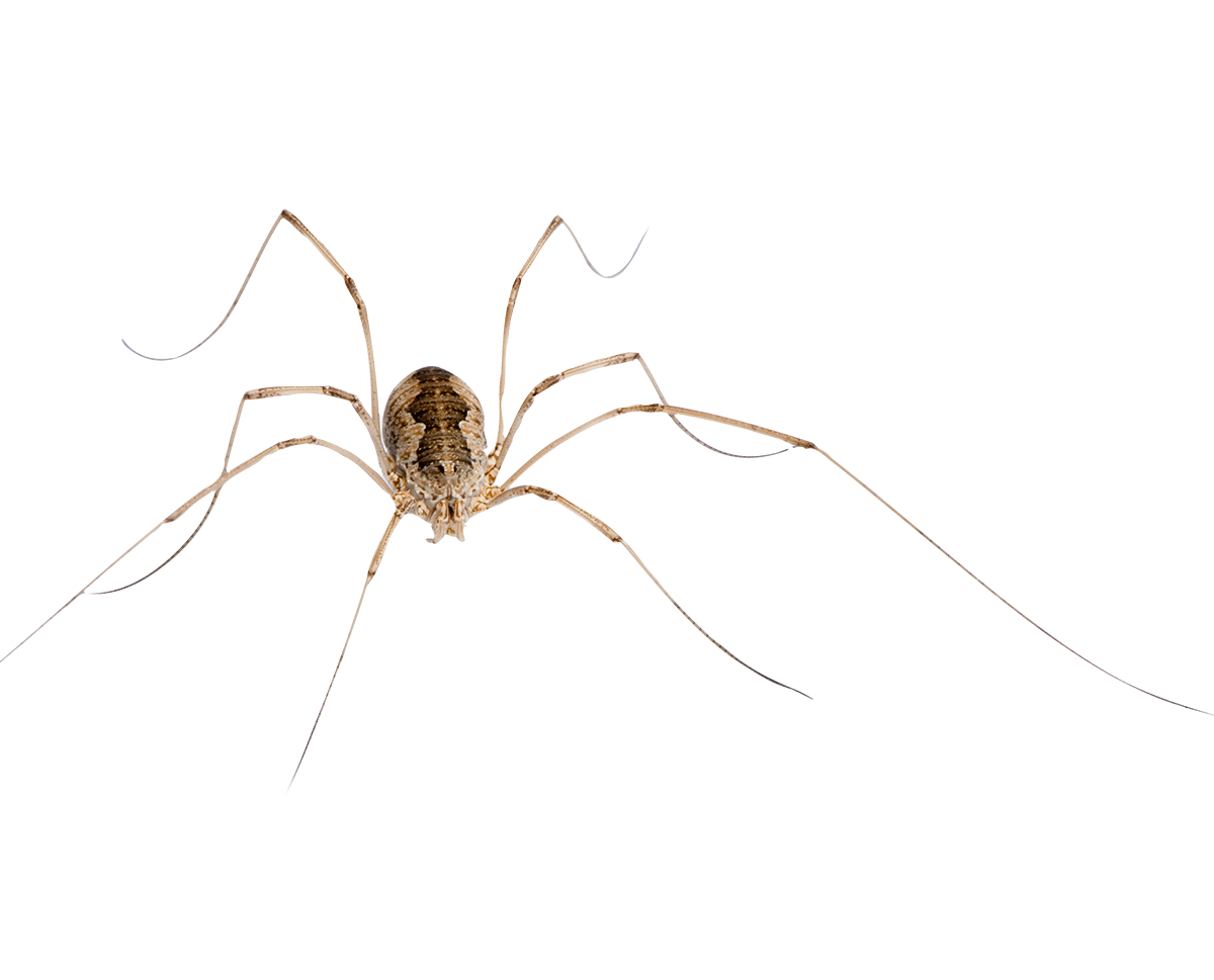 Long-Bodied Cellar Spider