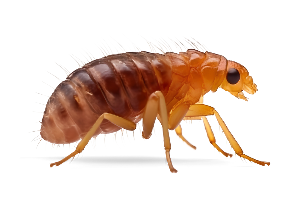 Cat, Dog, Human, and Rat Fleas