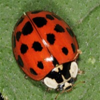 Asian Lady Beetle