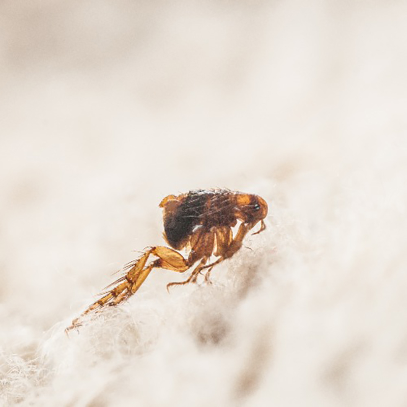 Jumping Flea