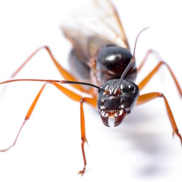 Black Carpenter Ant