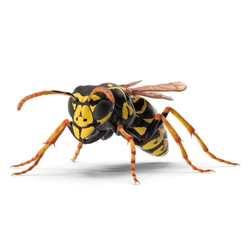 Wasp