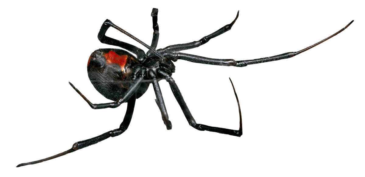 Black Widow Female