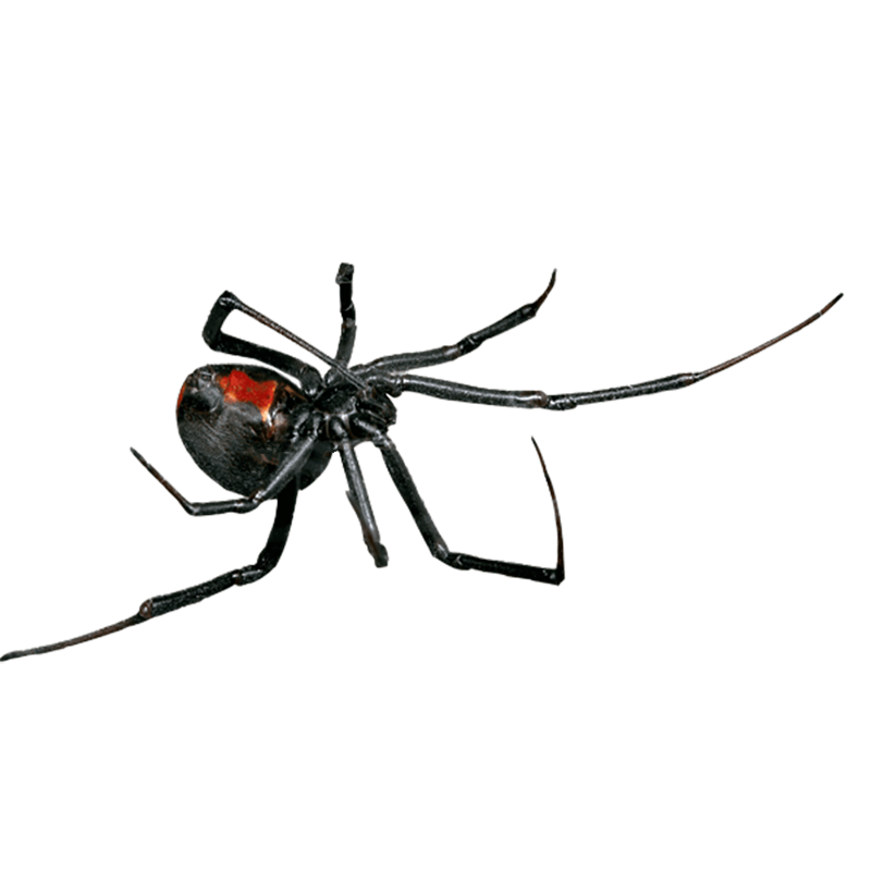 Black Widow Spider