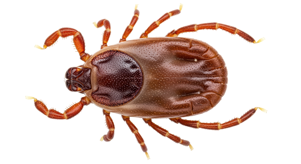 Dog Tick (American Dog Tick)