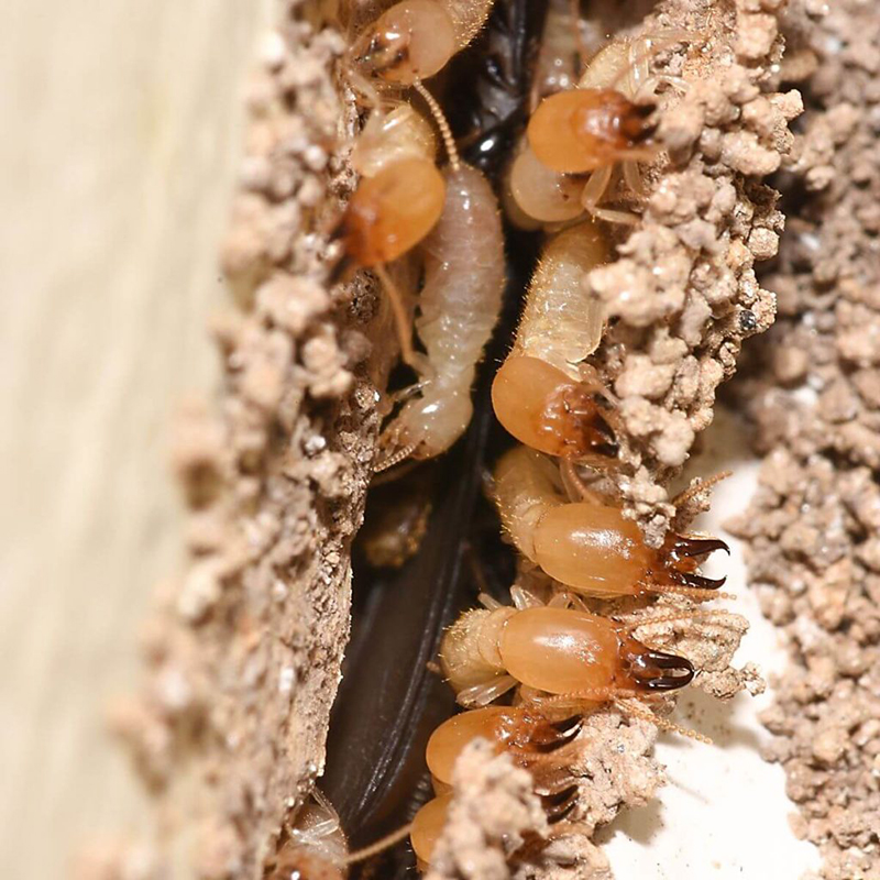 Subterranean Termites