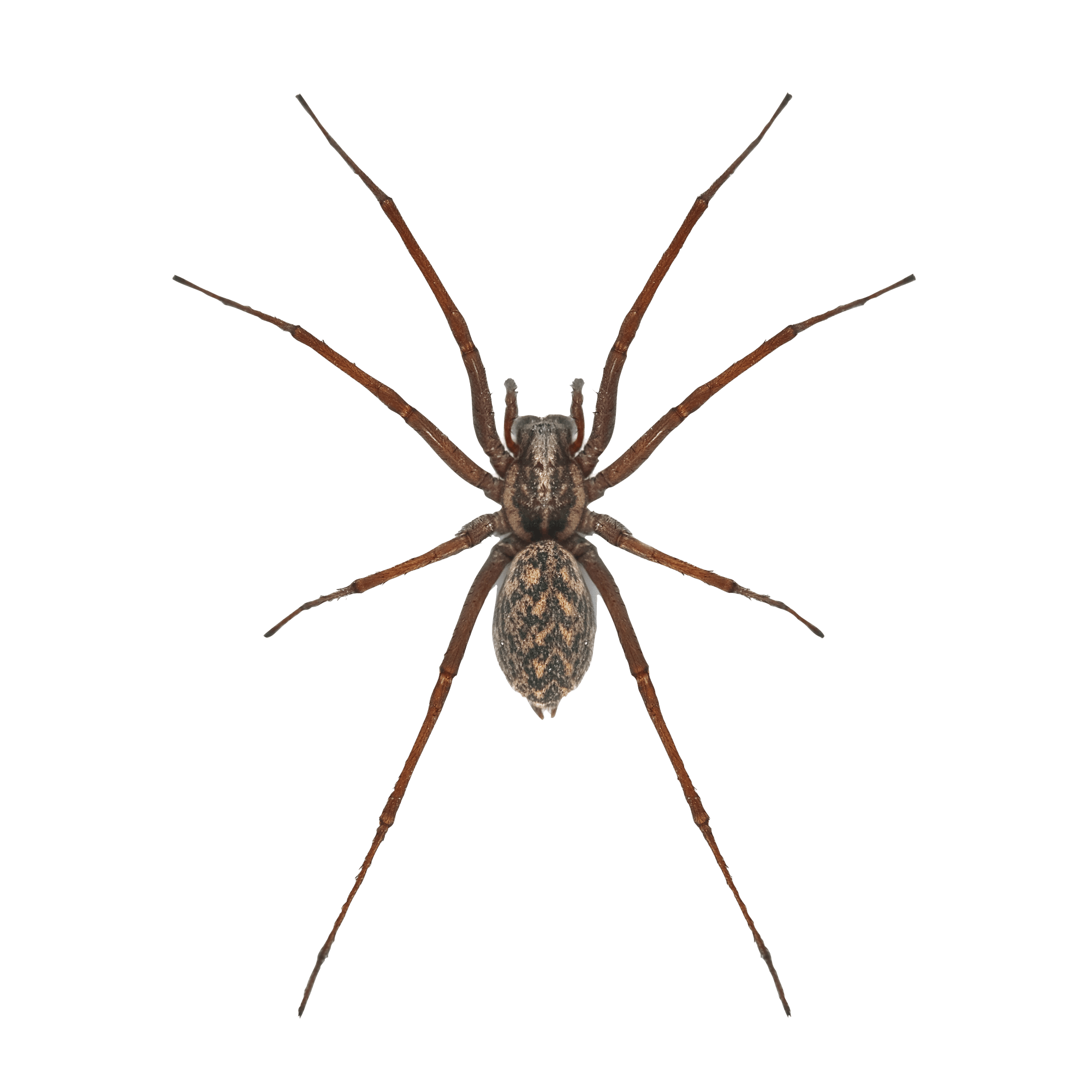 Wolf Spider