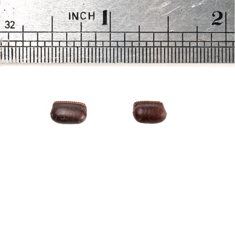 Roach Eggs