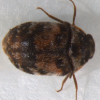 Carpet Beetle