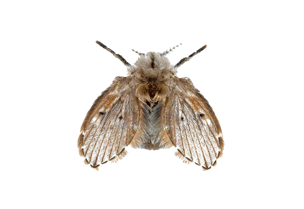 Drain Fly