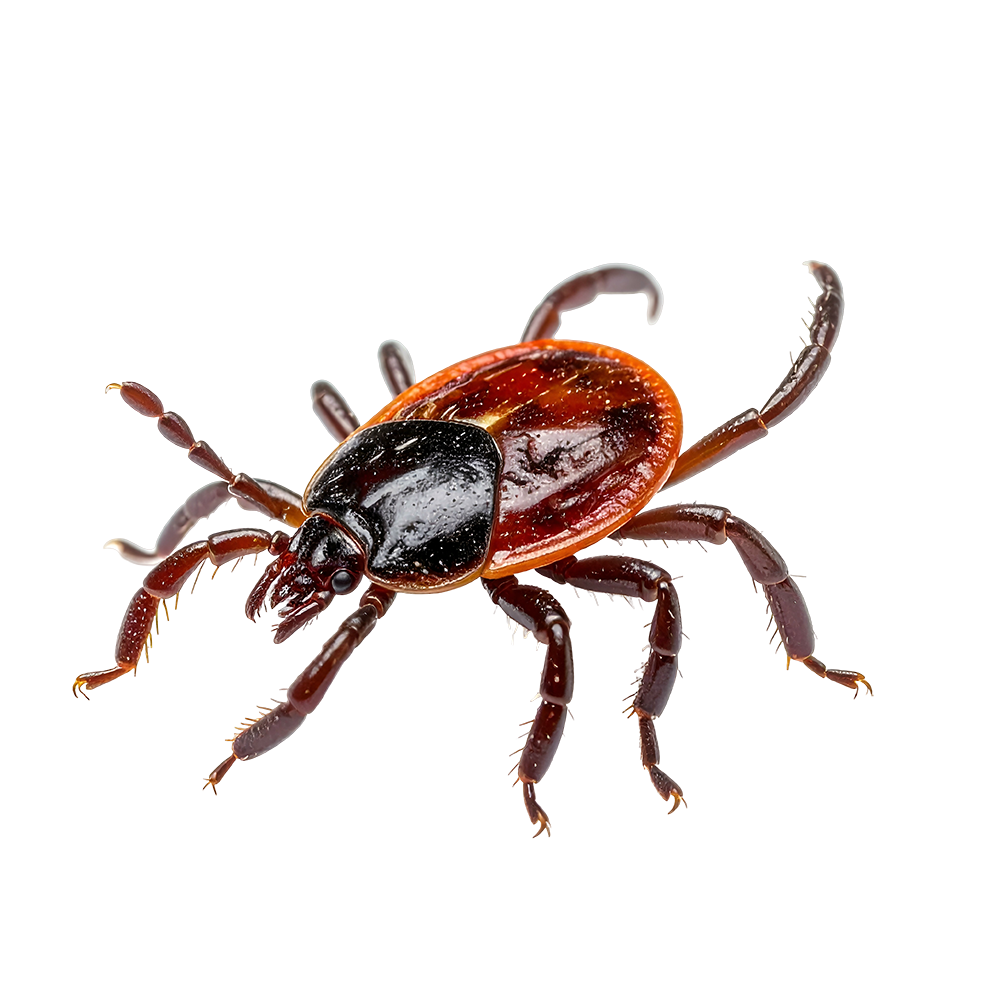 Blacklegged Tick (Deer Tick)