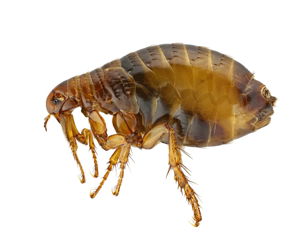 Fleas