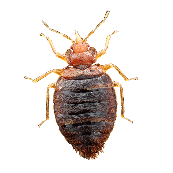 Best Bed Bug Treatment To Get Rid Of Bed Bugs Fast!