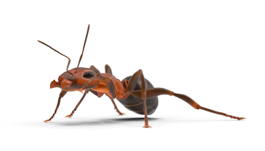 Get Rid Of Ants Fast! Call Bug-A-Way Pest Control