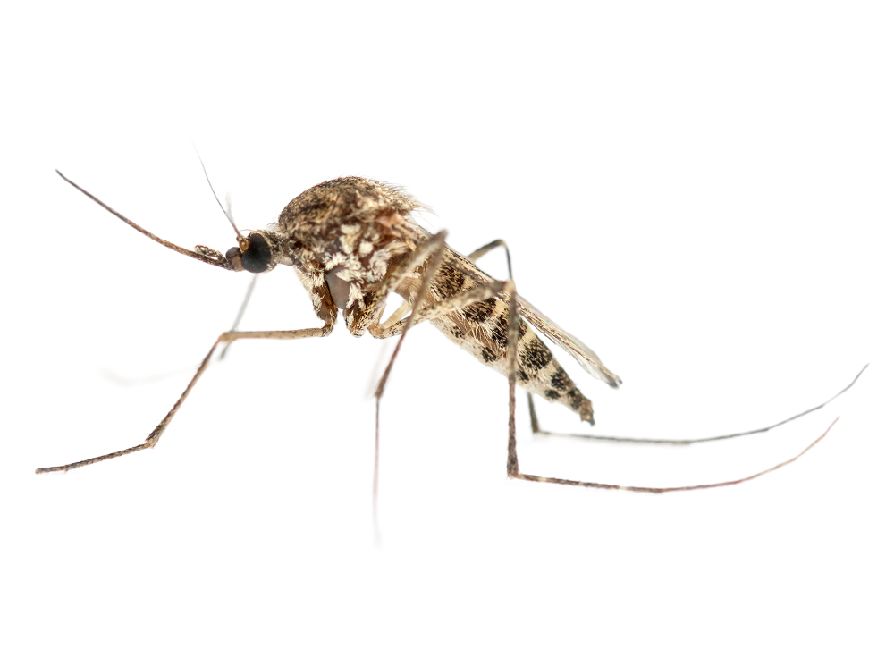 Treat Your Yard and Destroy Pesky Mosquitoes