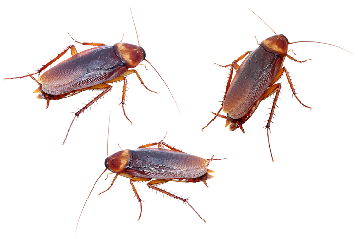 Fast and Effective Cockroach Pest Control