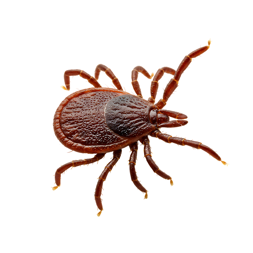 Outdoor Flea And Tick Pest Control Treatment In Joplin, MO
