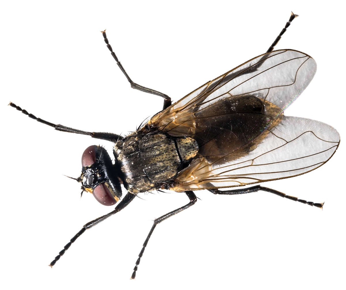 The Best Way to Get Rid Of Flies with Bug-A-Way Pest Control