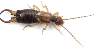 Earwigs
