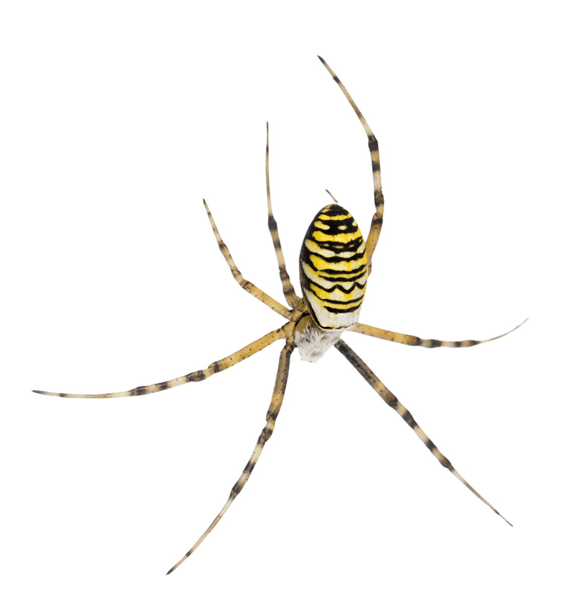 Do You Have A Spider Problem? We Can Help You Get Rid Of Spiders for Good!