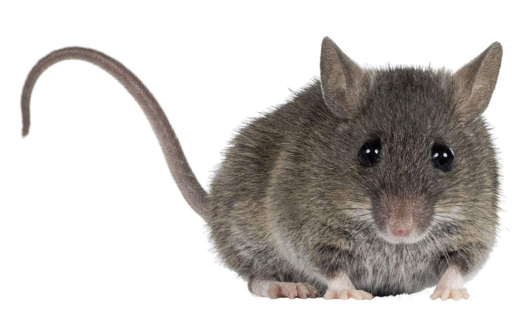 Get Rid Of Mice and Rodents and Keep Them Out