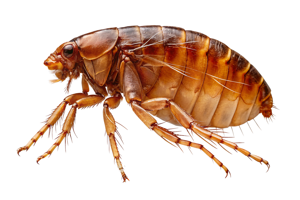 Best Flea And Tick Treatment To Get Rid Of Fleas Fast!