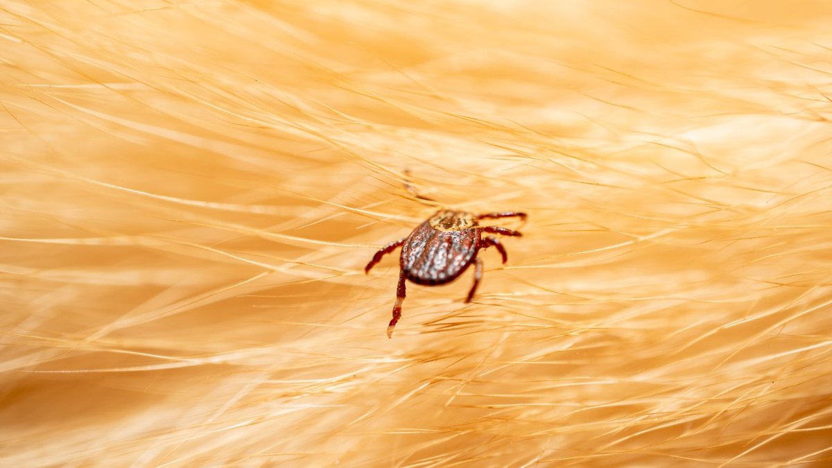 How Long Can Ticks Live in a House and Where Do They Hide?