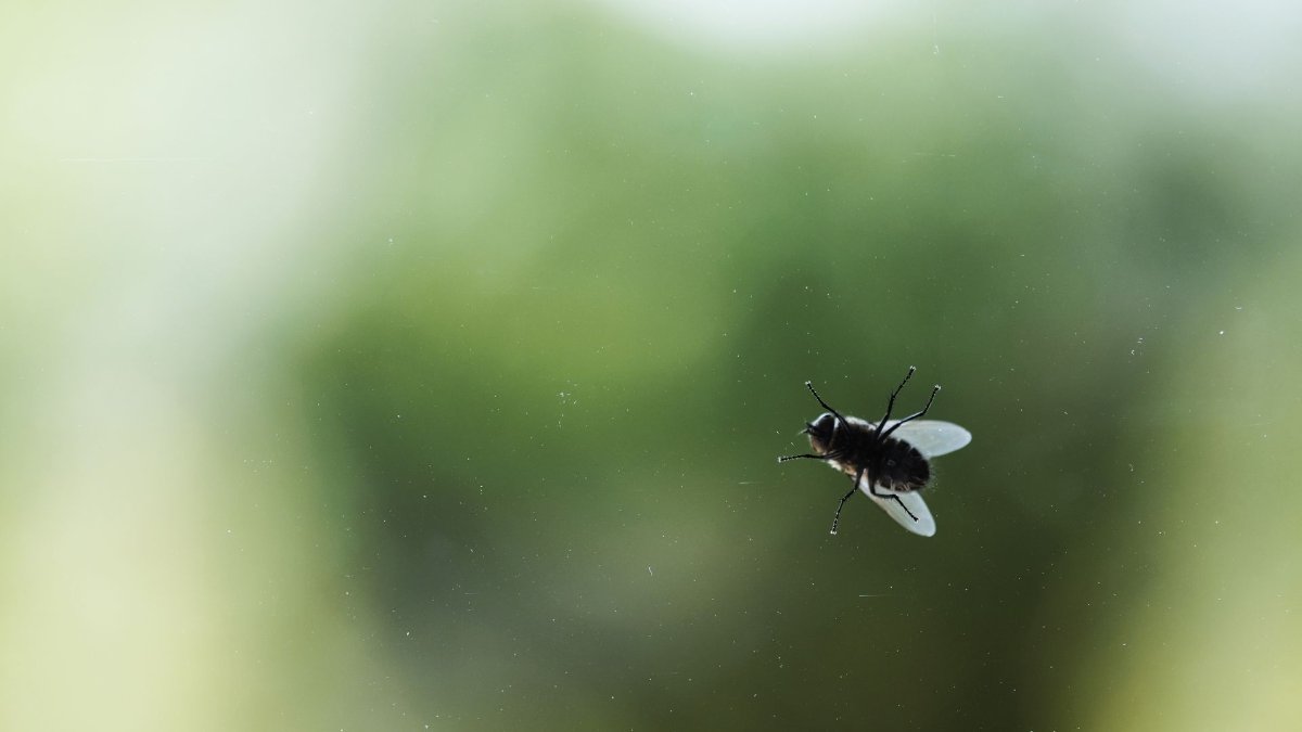 How to Get Rid of Flies Outside in Warm Winters