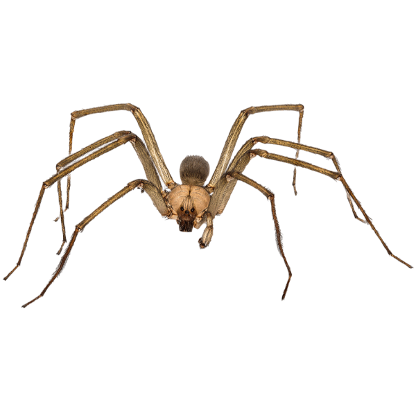 Quick Answers: Do Brown Recluse Spiders Spin Webs?