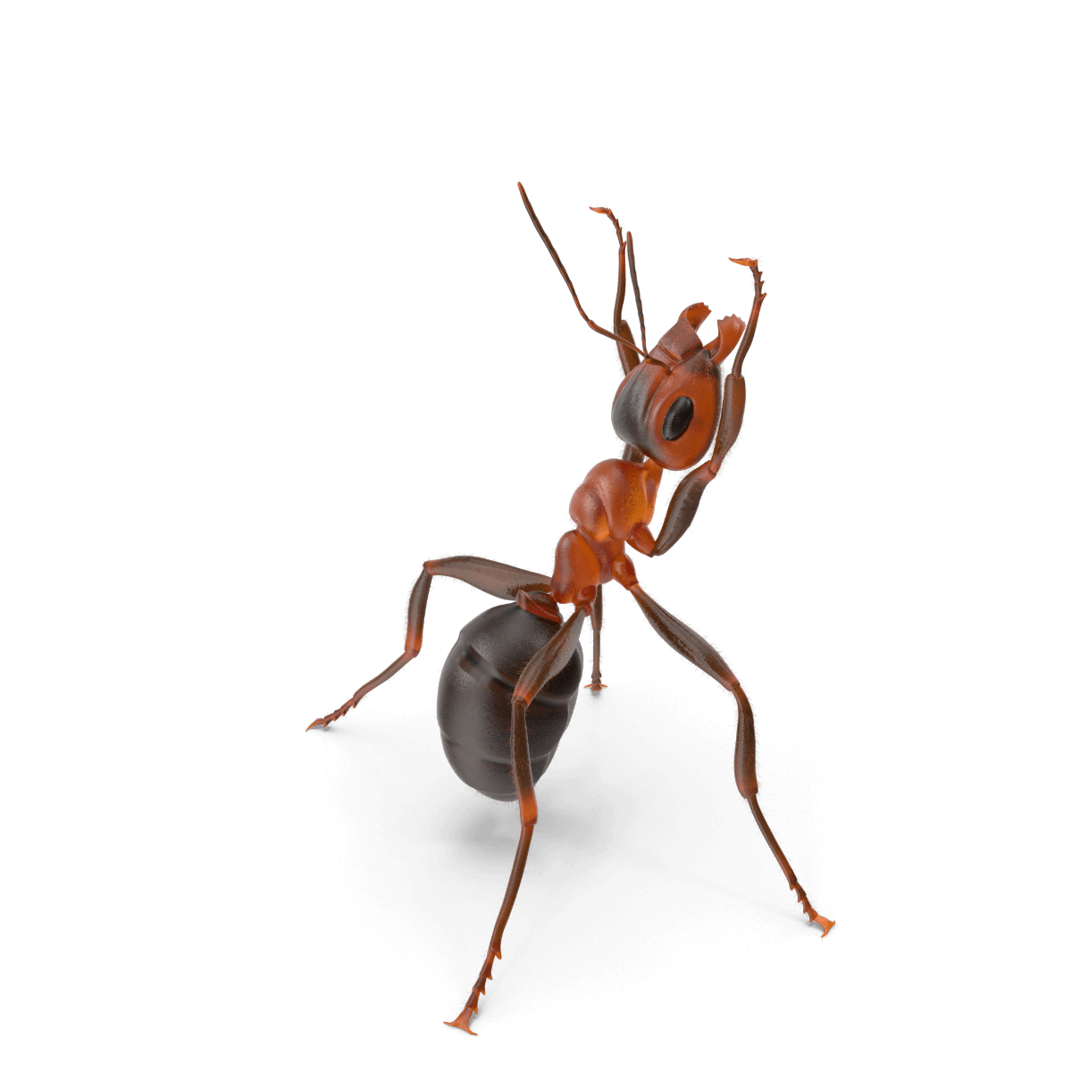 5 Types of Pests to Expect in the Fall