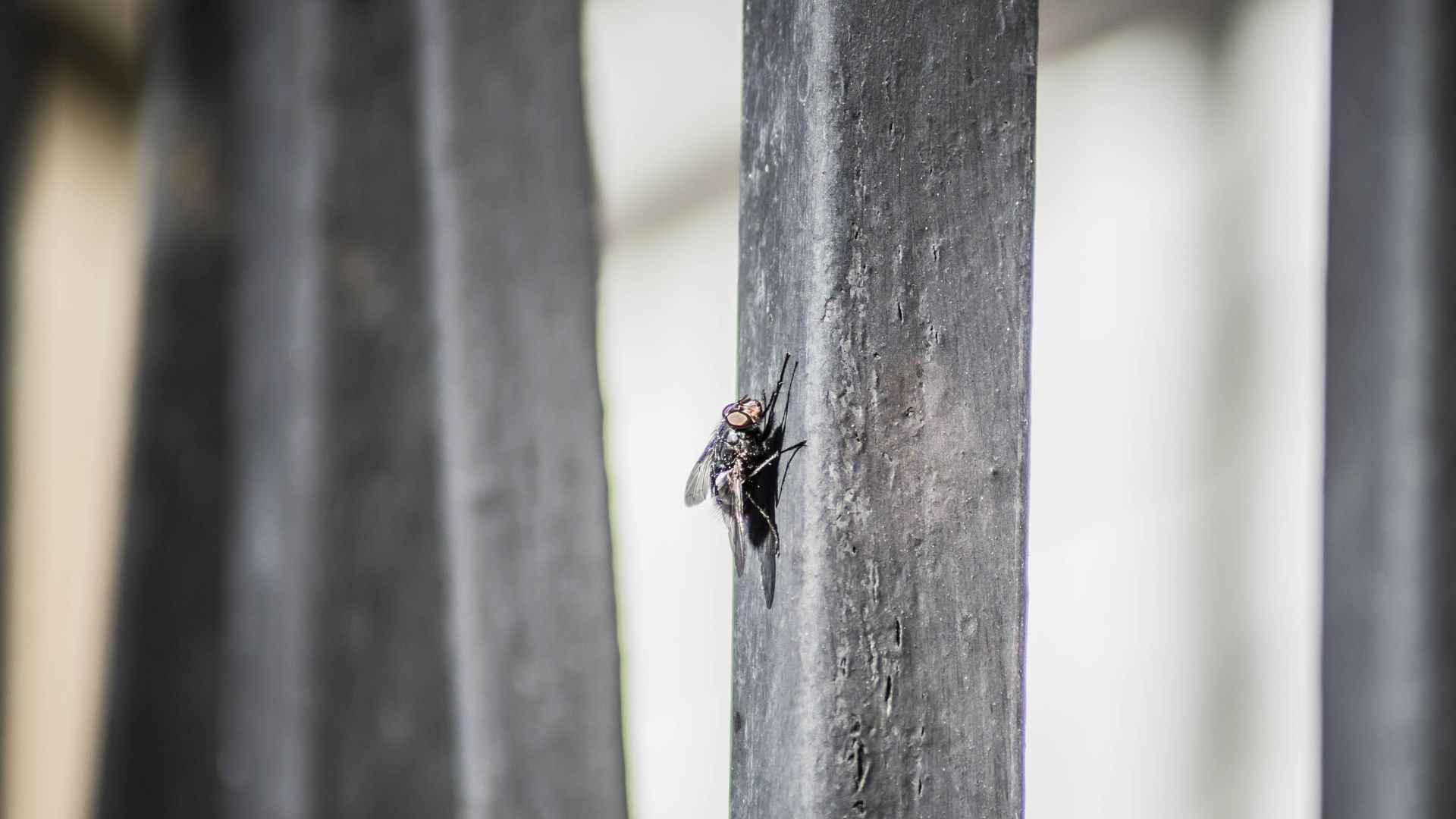 Why Do I Have So Many Flies in My House?