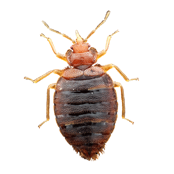 Advanced Heat Treatments for Bed Bugs