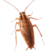 I Saw A Cockroach In My Kitchen Should I Be Worried?1