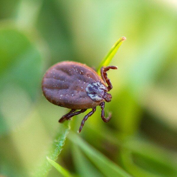 Get Rid of Ticks With Bug-A-Way1