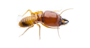 How to Prevent Temite Infestations in Missouri