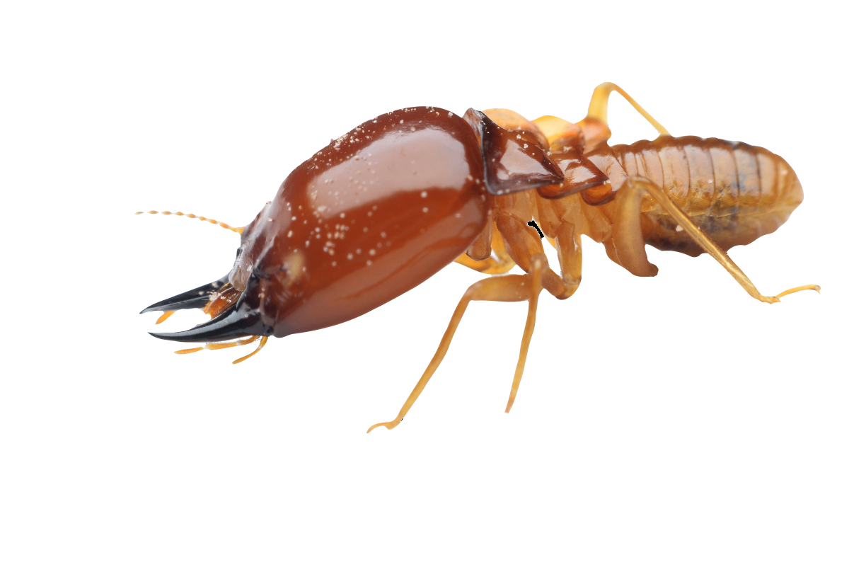 How to Prevent Termite Infestation