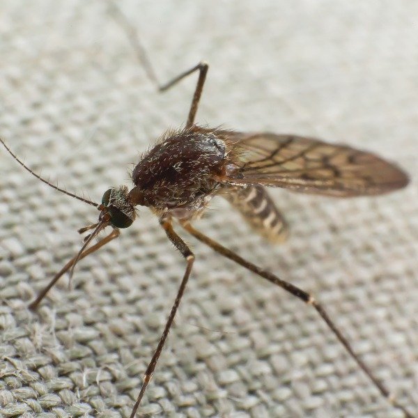How You Can Stop Mosquitoes This Spring