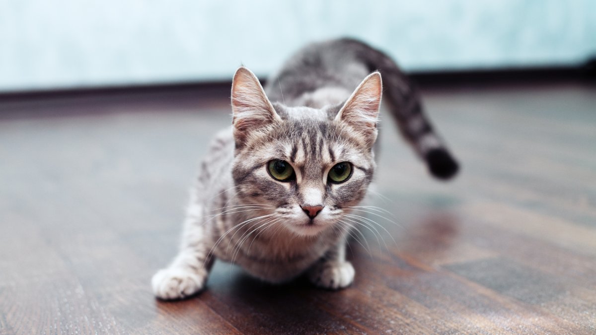 Will a Cat Solve My Mouse Problem?