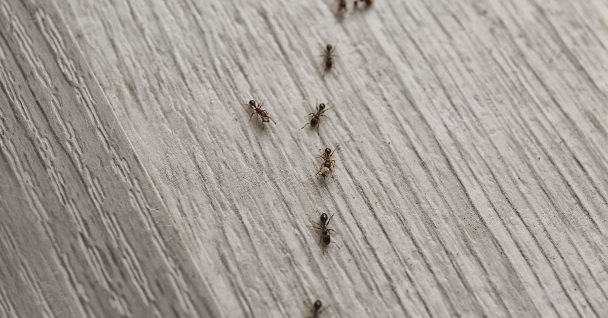 How to Get Rid of Tiny Ants by Fixing What Attracts Them