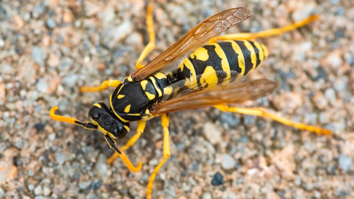 Quick Answers: What Does a Wasp Nest Look Like?